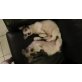 Cotton de Tulear/ Jack- Russel Mix Welpen Welpen - Rüde