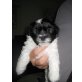 Cotton de Tulear/Shih Tzu/Bolonka Zwetna Welpen - Rüde