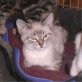 Coty, Siamesen - Kater
