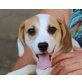 Courtney, Jack Russell Mix Welpen - Hündin