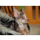 Cowboy, Chihuahua kurzhaariger Schlag - Rüde