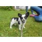 Crash, Chihuahua langhaariger Schlag Welpen - Rüde