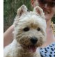 Crash - NOTFALL, West Highland White Terrier - Rüde