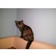 Crazy - Katze