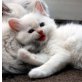 Cream Lynx Mitted, Ragdoll - Kater