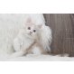 Creme-Katerle, Maine Coon - Kater