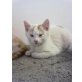 Creme/white Hauskatze, wunderschön - Katze