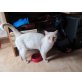 Cremeweißer Pussy-Kater - Kater