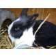 Crisbi, Kaninchen - männlich