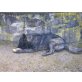 Crisi, Holländischer Schäferhund - Hündin
