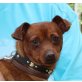 Crispin-NOTFALL, Zwergpinscher - Rüde