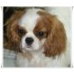Crissy, Cavalier King Charles Spaniel - Hündin