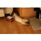 Crissy von Throtmanni, Tonkanese - Katze