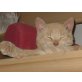 Crisu, Britisch Kurzhaarkatze - Kater
