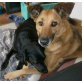 Crisy, Crisy, kastriert, 5 Jahre, 55 cm, bei Soest - Hündin