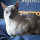Cronos, Siamesen - Kater