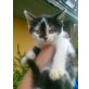 Crosby, Crosby - mit super Fellzeichnung  - Katze