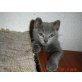 Crystal, Russisch Blau - Kater