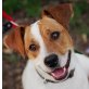 Csampi, Jack-Russel-Mix - Rüde