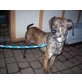 Csiki, Whippet Mix Ruede - Rüde