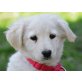 Csini, Golden-Retriever-Mischling Welpen - Hündin