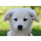 Csoda, Golden-Retriever-Mischling Welpen - Rüde