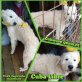 Cuba Libre, Komondor-Mix - Rüde