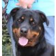 Cubana, Rottweiler - Hündin