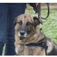 Cuca, Dt. Schäferhundmix - Hündin