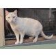 Cuca, Mischling - Katze