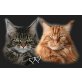 Cuddlytype Maine Coon Cats, Maine Coon - Kater