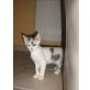 Cuki, Hauskatze - Kater