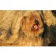 Cukki, sehr lieb, Yorkshire Terrier - Rüde