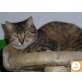 Cupcake, EKH - Katze