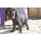 Cuper,sehr lieber Senior, Cocker Spaniel - Rüde