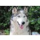 Cupkace, Husky-Mix - Hündin