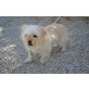 Cuqui (Hündin), Malteser-Mix, geb. 01.05.2011 - Hündin