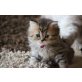 Curly, Claire, Cloe, Britisch Langhaar - Katze