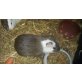 Curly, Meerschweinchen - weiblich