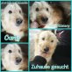 Curly, Mischling - Rüde