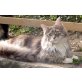 Curly Sue, Maine Coon - Katze