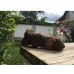 Curly - weiblich