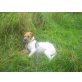 Curra, Terrier-Mix - Hündin