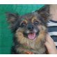 Curry - NOTFALL, Chihuahua Mix - Rüde
