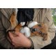 Curry, Schönheit sucht Kuschelplatz! - Hündin