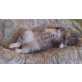 Curtis, Jung - Kater