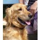 Cusko, Spaniel-Retriever Mischling - Rüde