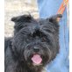 Custo, Cairn Terrier Mix - Rüde