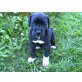 Cuty, Deutsche Dogge Welpen - Hündin