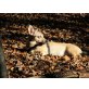 Cuty, Rumänien Mix - Hündin
